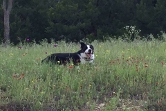 reata cowbread border collie 2