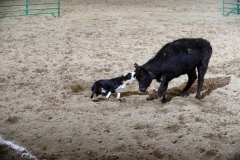 reata cowbread border collie