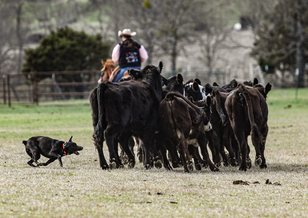 Hangin Tree Cowdogs Training and For Sale Diamond J Stockdogs