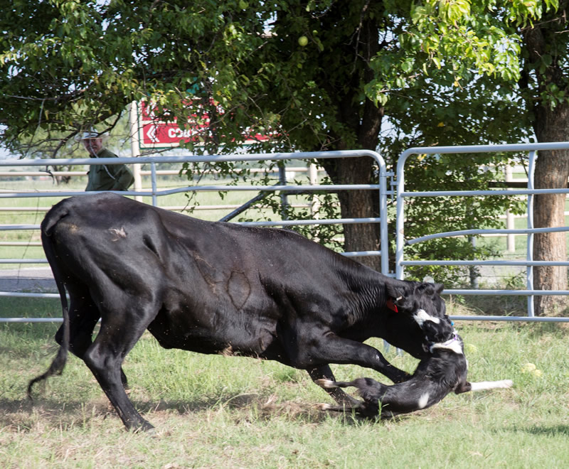 Finished cow best sale dogs for sale