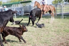 cowboy-dogs-at-work-2