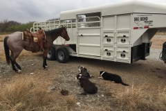 texas-stockdogs