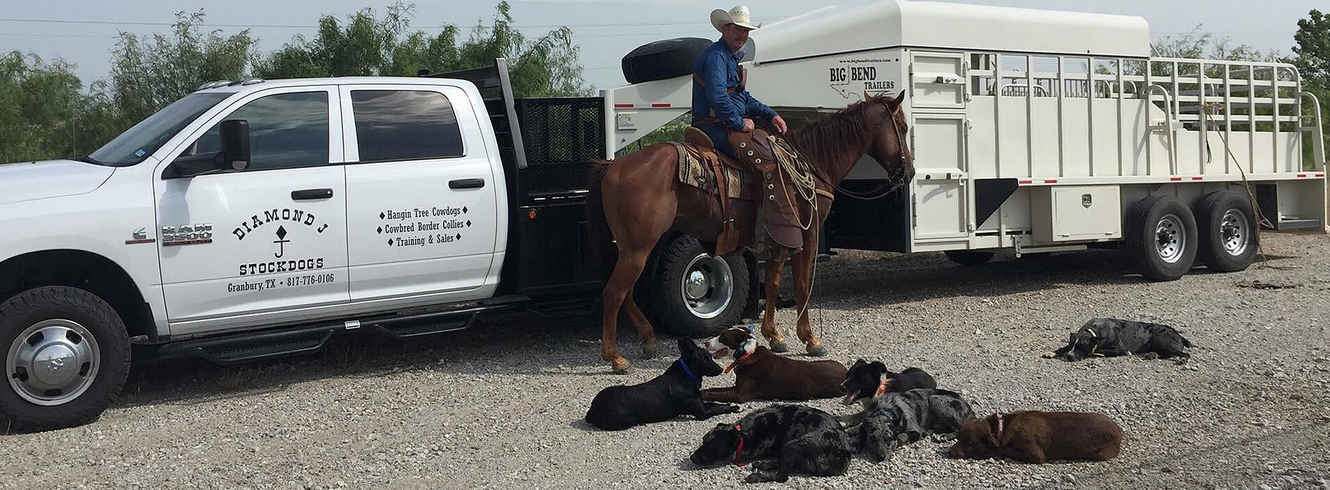 diamond j stockdogs - texas cowdogs training and sales