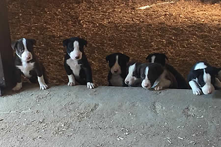 hangin' tree cow dogs training and for sale