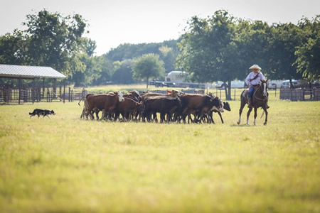 hangin' tree cow dogs and border collies training and for sale