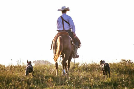 hangin' tree cow dogs training and for sale