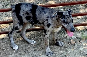 hangin tree cowdog blue merle for sale