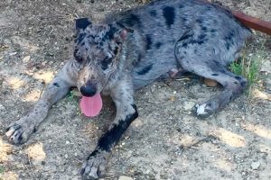 hangin tree cowdog blue merle for sale