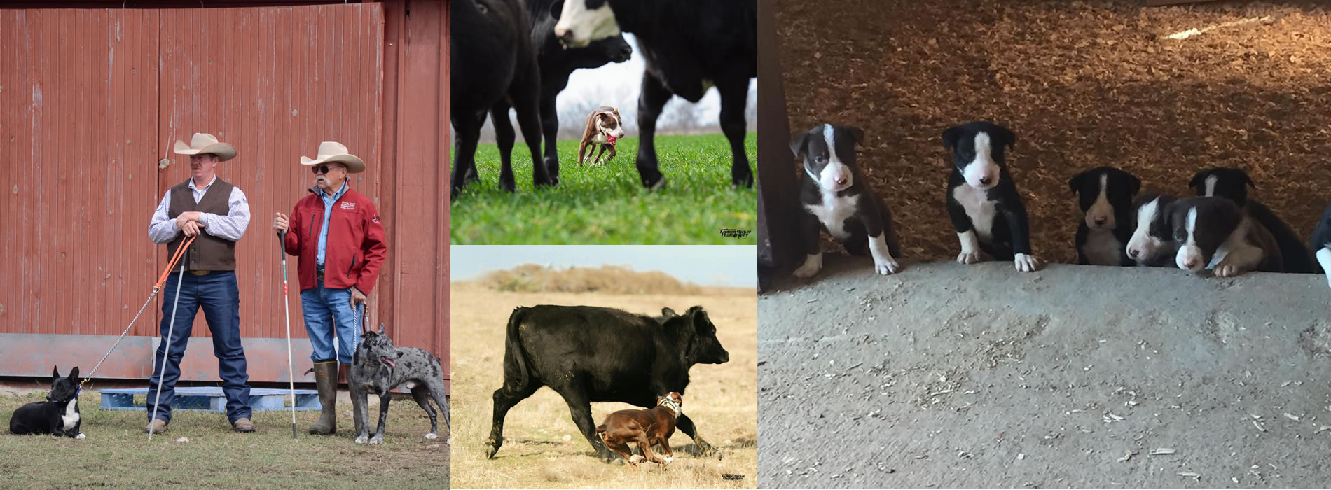 diamond j stockdogs - texas cowdogs training and sales