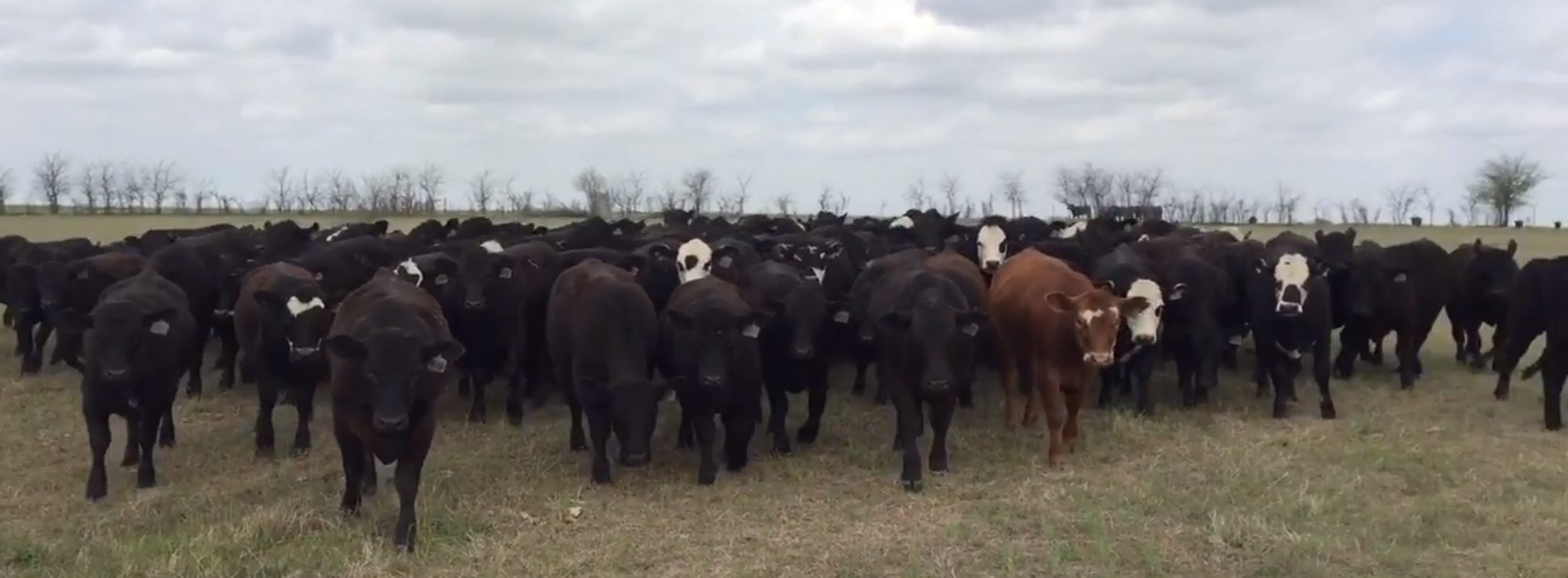 cowboy dogs - hangin tree cowdogs videos