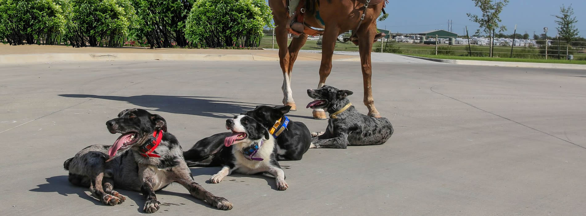 hangin' tree cowdogs gallery