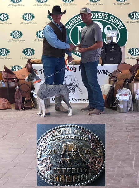 hangin-tree-cowdog-futurity-champion-2019 Diamond J Creed - 2018 Nursery Champion- 3 Shy Cattledog Ranch Trial
