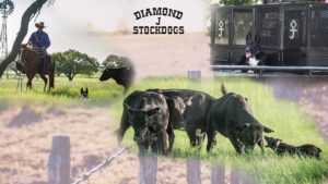 j diamond stock dogs texas event