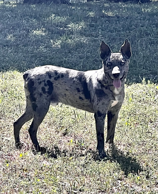 Hunter’s Hurrikain - Hangin Tree Cowdog