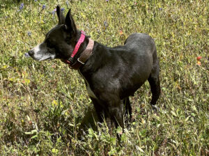 hunters black beauty hangin' tree cowdog