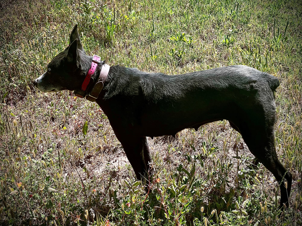 hunters black beauty hangin' tree cowdog