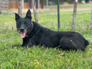 hunters snake cowdog