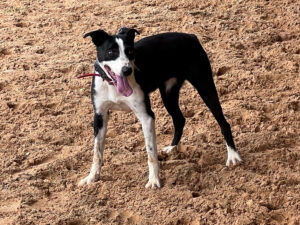 Hunters’ Cola - Permanently Registered Hangin’ Tree Cowdog - Female